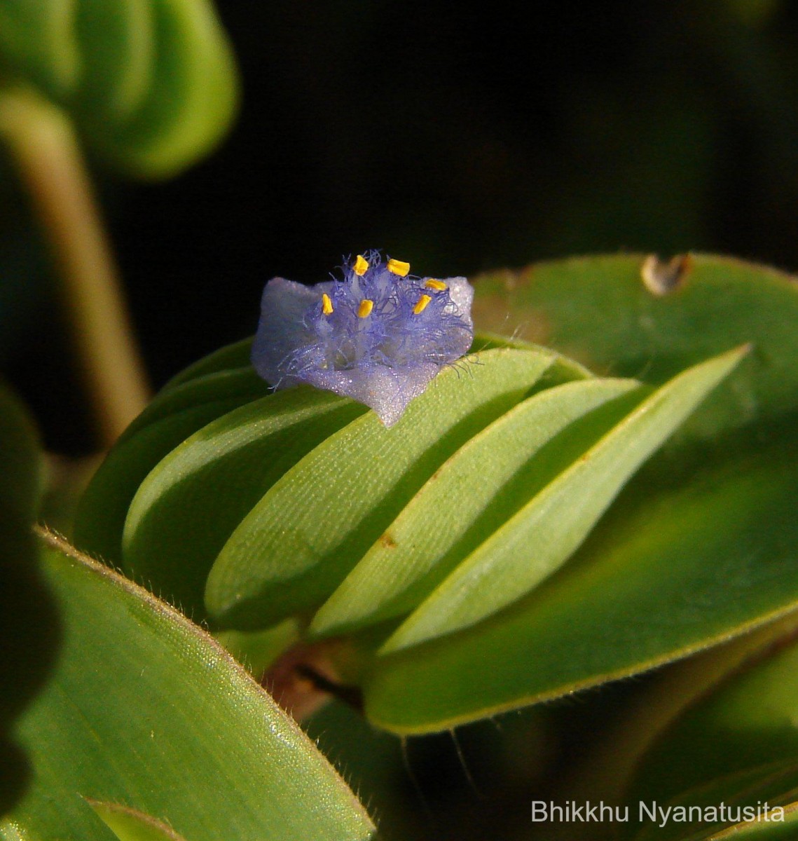 Cyanotis cristata (L.) D.Don